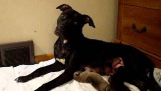 Pitbull Pupsborn Nov 4Th, 2010