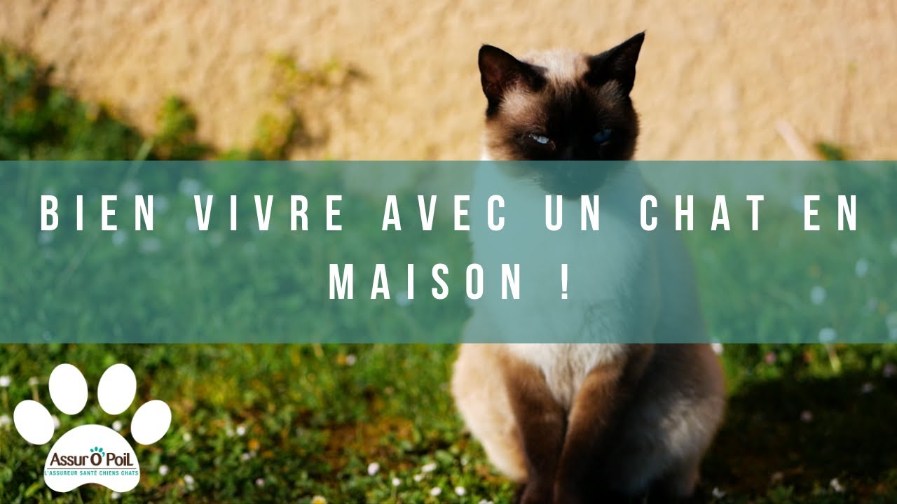 Vivre Avec Un Chat En Maison 6 Conseils Assur Opoil