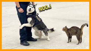When God sends you a comedian police dog 😂 Funniest dogs video 2026