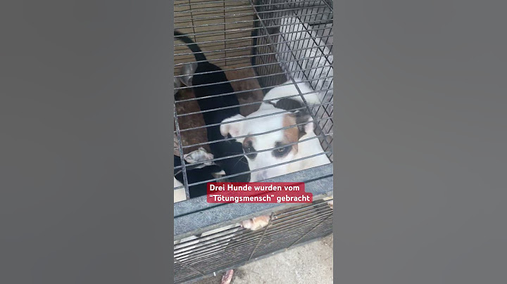 3 Neuankömmlinge wurden in die Station gebracht #tierheim #tierrettung #station #ungarn #tierschutz