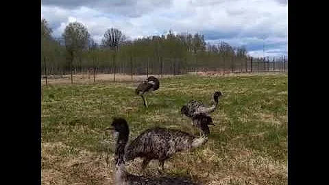 Головокружительный танец страуса в safaripark50.ru