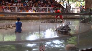 Verrückte Krokodil-Show-Mad Crocodile Show-HQ-HD-Thailand