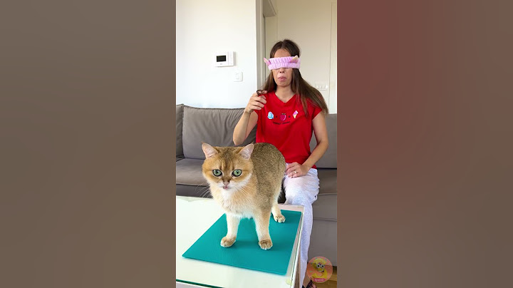 😂 ¡La broma de chocolate del gato travieso! Mira la reacción hilarante del dueño 🍫#mejorescortos