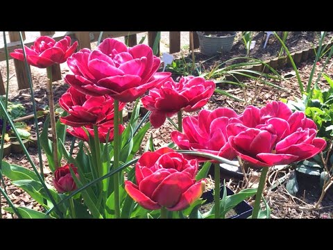 Video: Wat zijn soorten tulpen: hoe verschillen soorten tulpen van hybriden