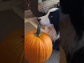 It's Fall Y'all! Pumpkins! Barley LOVES them, they're great enrichment! #dogs #bordercollie #fall