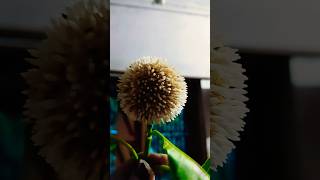 Kadamba Flower: The Monsoon Beauty of India #nature #flower#trendingshorts #kodomful #moonsoonflower
