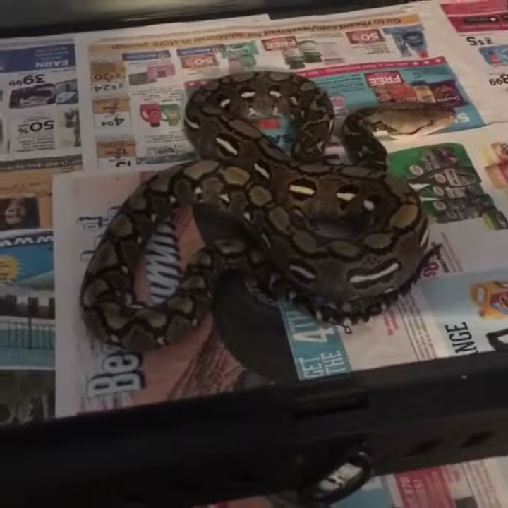 Reticulated python enclosure - YouTube