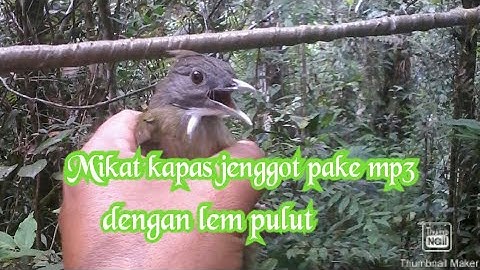 Mikat kapas jenggot atau cucak jenggot pake mp3, pake lem pulut