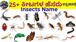 25+ Insects Name|| ಕೀಟಗಳ ಹೆಸರು @KidsMediaTalkies #insects #insectsnamekannada