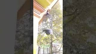 penggacoran!! lovbt jantan keluwar dobelan