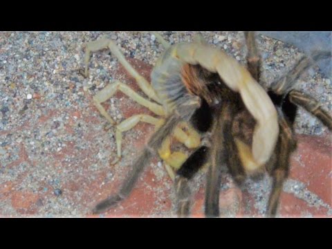 Tarantula And Desert Hairy Scorpion Challenge Each Other (Warning:May be disturbing to some viewers)