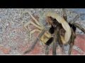 Tarantula And Desert Hairy Scorpion Challenge Each Other (Warning:May be disturbing to some viewers)