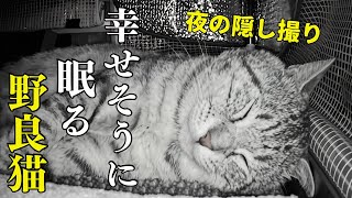 亡き愛猫の教えが繋いだ「安心しきって爆睡する野良猫」がこちらです
