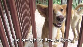 Rescue Paws Adopt Princess