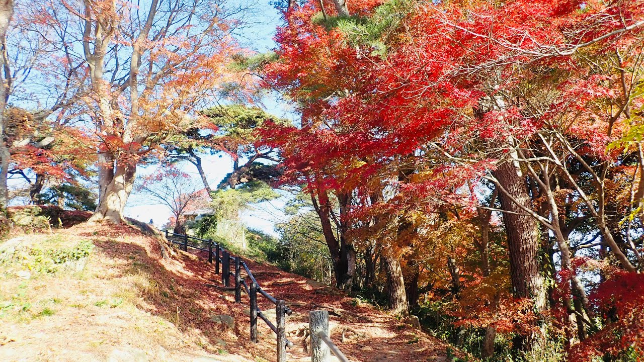 紅葉の🍁宮城オルレ奥松島コース・宮戸島　2025年11月30日