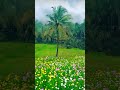 #ilayarajamelodyhits#spbilayaraja#tamil#tamilmelodysongs#viraltamilshorts#nature#flowers