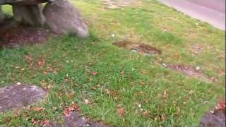 Hunebed D9, in Annen, een rondje