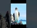 Amazing Animals of the Galapagos Islands - Birds and Sea Lions