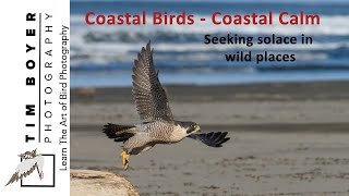 Coastal Birds - Coastal Calm