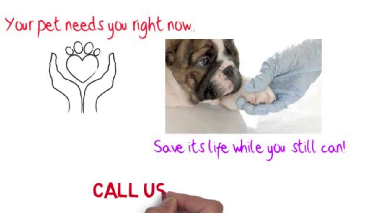 Emergency Veterinarian Services YouTube
