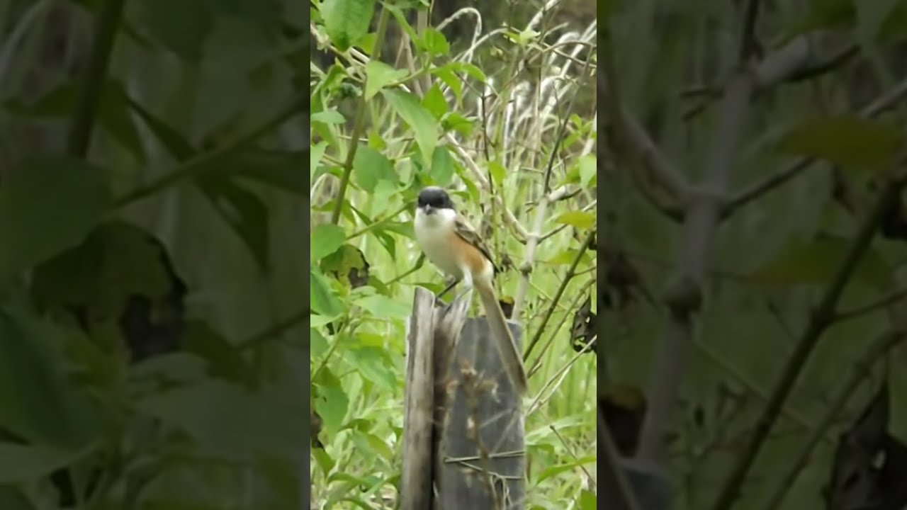 LONG-TAILED SHRIKE | CENDET 