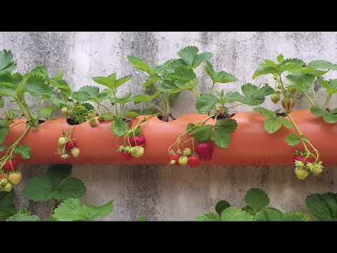 Video: Grădină De Flori Suspendată