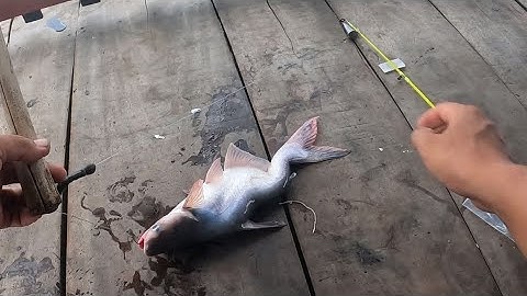 Nay rãnh chạy lên bè chú 12 câu cá