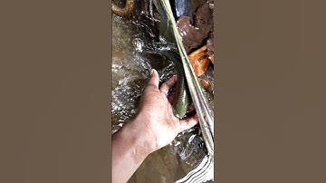 l helped the stranded fish back home (Toi da cuu duoc con ca mac can tren ruong lua) #fish #animals