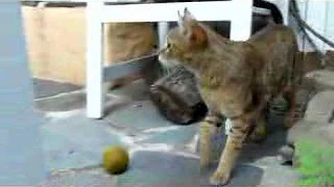 Watch the video about Clive F1 chausie