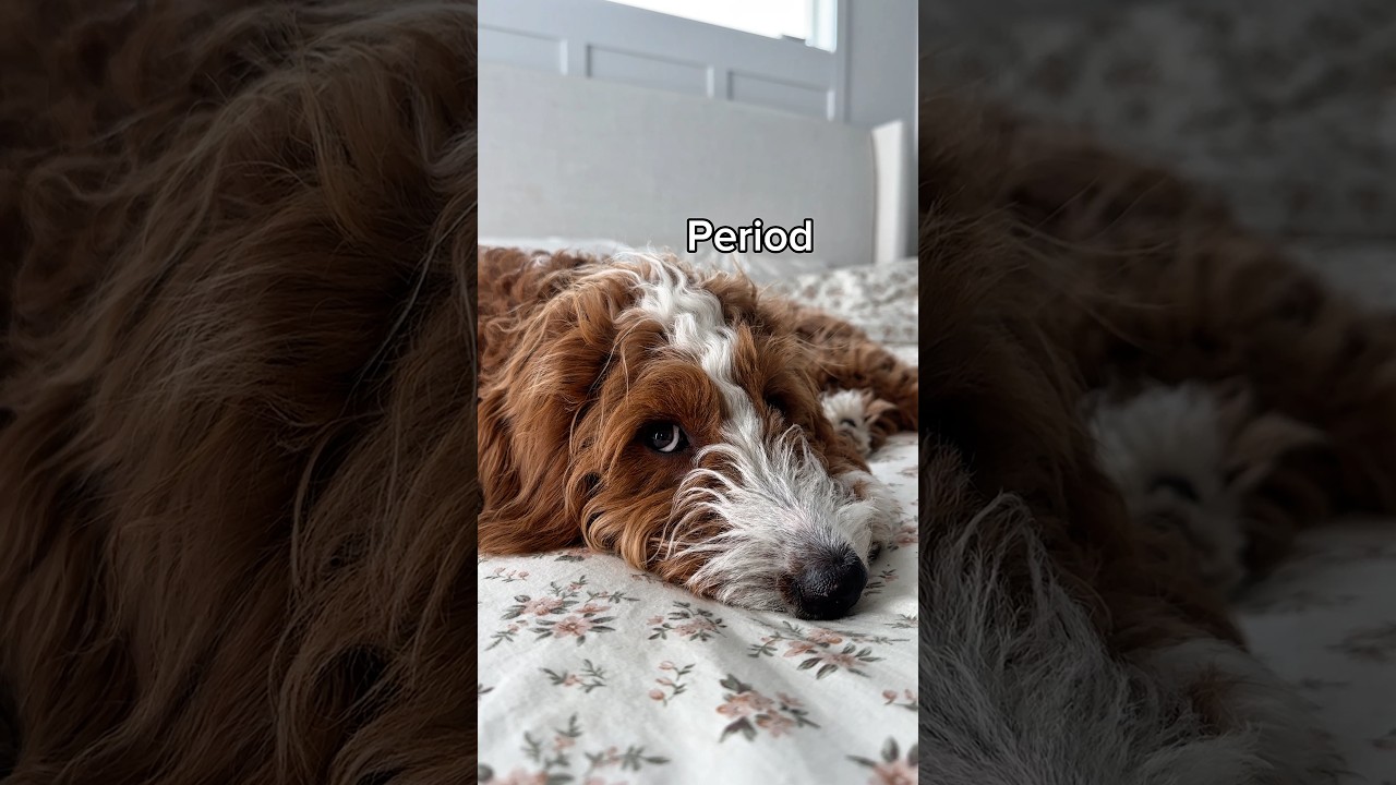 Oliver takes his job as Daisy’s mentor (and my @Chewy pharmacy plug in) seriously #ChewyPartner