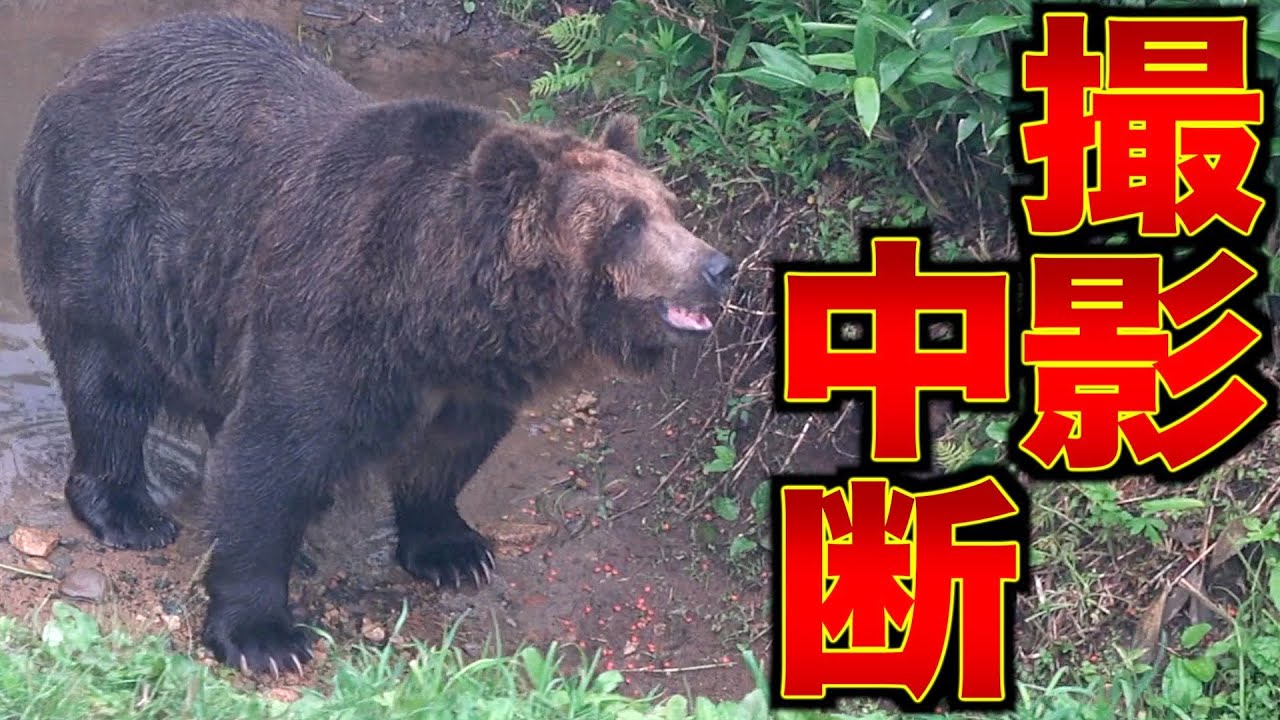 ガチ】撮影中クマに襲われました。 - YouTube