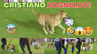 This Pitch Invader “DOG”🥰❤️ CAPTURED the hearts of football fans in Mexico’s #LigaExpansionMX