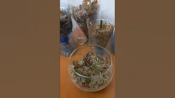 Как вырастить деток орхидеи на срезанном цветоносе.?🤔Проверяю метод.Часть 2.