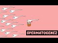 SPERMATOGENEZ