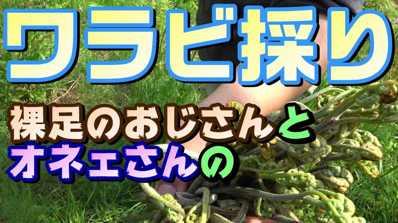 ワラビ採り 楽しい山菜採り 裸足のおじさんとオカマのオネエさんによる楽しい山菜採り 下品実況 わらび 蕨 Picking Wild Edible Plants Youtube
