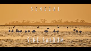 Sénégal - Sine Saloum 2