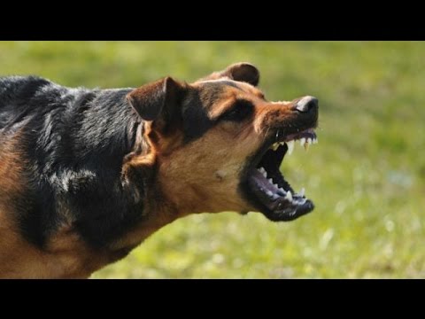 Video: 13 razze di cani amichevoli