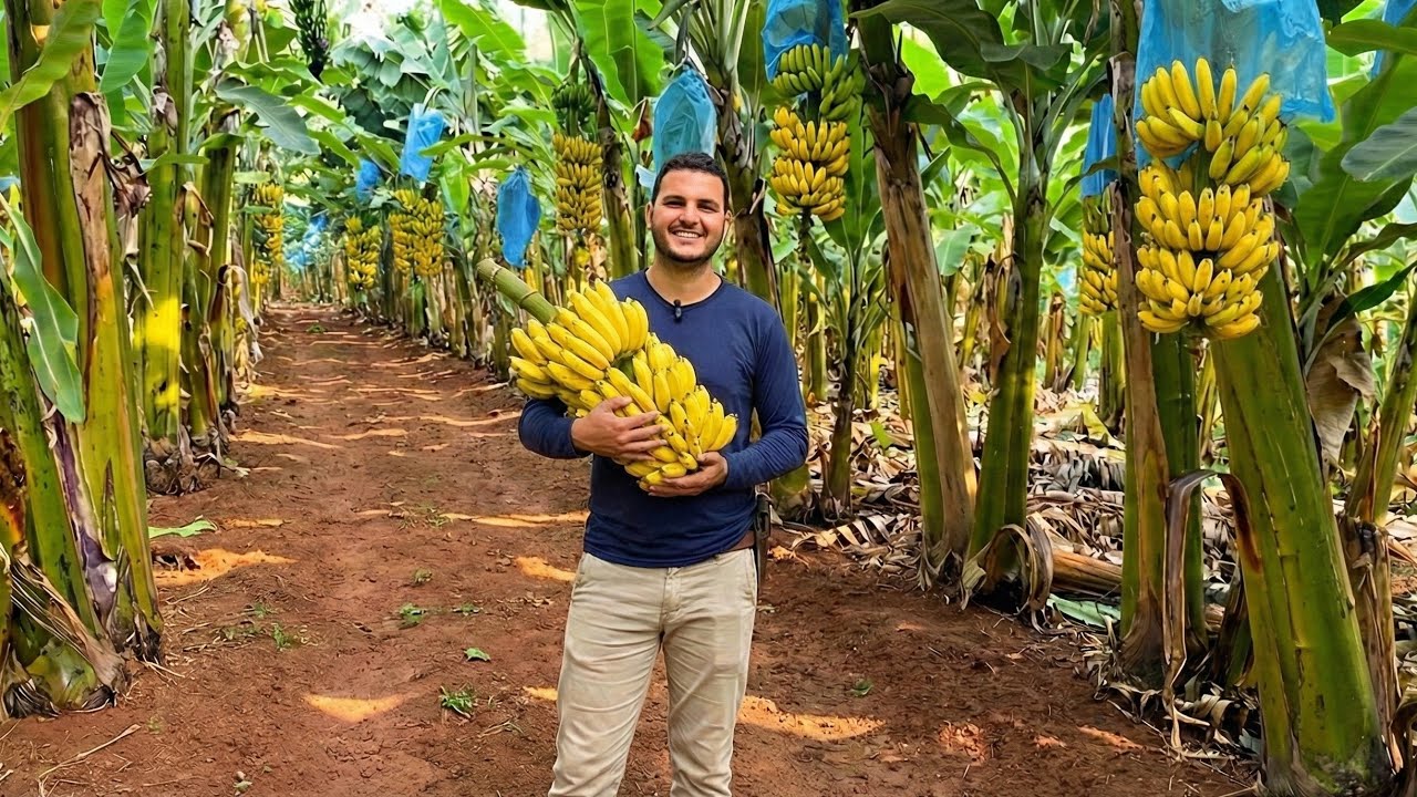 ELE PRODUZ TONELADAS DE BANANAS PRA MANDAR PRO CEASA