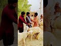 #funny #comedy #unfrezzmyaccount #entertainment #funnycomedy #shortfilm #khizaromer #shezi420