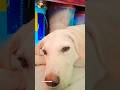 💥💥💥 #cute #puppy #reels #subscribe #trending #viral #shortsfeed #viralshorts #shorts #pets #ytshorts