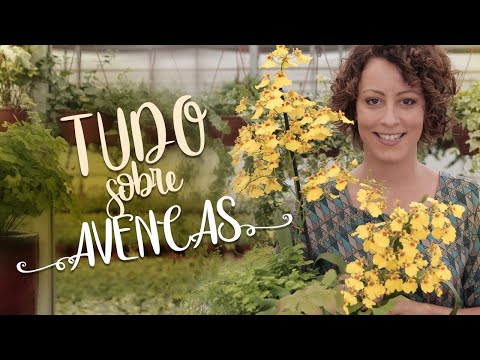 Vídeo: Creeping Avens Care: Aprenda a cultivar uma planta Geum Creeping Avens