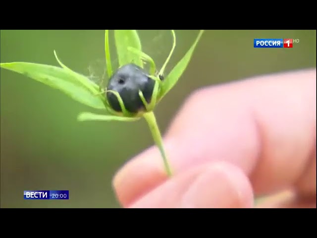 Опасные растения цикута и вороний глаз растут в ближайшем лесу
