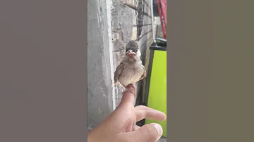 تغريد بلبل فرخ خشن ما شاء الله 