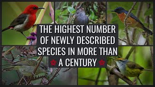 10 Recently Discovered Birds (2020) | The Highest Number of Newly Described Birds In a Century by J Birds 745 views 3 years ago 6 minutes, 14 seconds