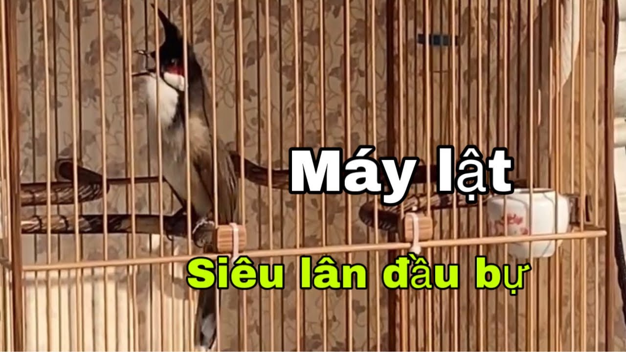 MÁY LẬT SIÊU PHẨM – ĐẦU BỰ SIÊU LÂN | NẾT ĐÁNH MÊ HOẶC, TỐC ĐỘ + LỰC QUÁI VẬT 
