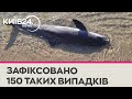 У Болгарії та Туреччині на берегах Чорного моря знаходять тіла дельфінів з українських берегів У Болгарії та Туреччині на берегах Чорного моря знаходять тіла дельфінів з українських берегів