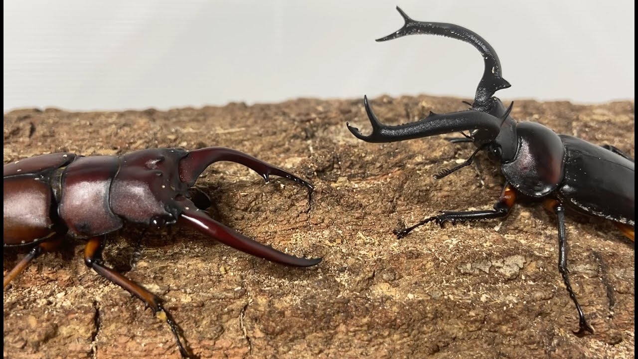 クワガタ最強決定戦 ライト級GP