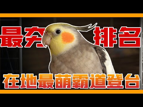 不敢相信世界上有這麼萌的鸚鵡？公布最受台灣人歡迎的5種「高人氣」寵物鳥！【鸚鵡小木屋】