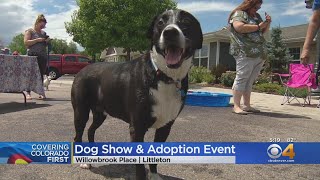 The Dog Day of Summer Come To A Retirement Home