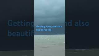 Hang On To Your Shorts, Hats, Your Bikini Wife The Surfing Dog And Surfing Kids. Here We Go